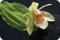 Coelogyne septemcostata